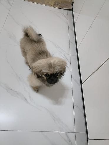 golden itleri: Pekines, 4 ay, Dişi, Ünvandan götürmə — 2