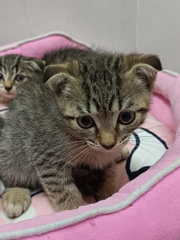 şotlan pişik: Şotland yastı qulaq, Erkək, Dişi, Yaxşı əllərə, Ünvandan götürmə, Pulsuz çatdırılma, Ödənişli çatdırılma — 117
