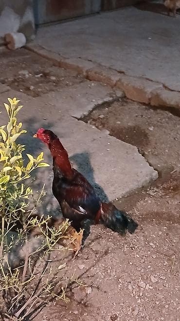 xoruz davasi: Salam 65 deyilir endirim olar 10 ayliq dir 11 e az qalibdir nomreme — 3