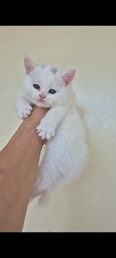 ördək balası: Britan — 2