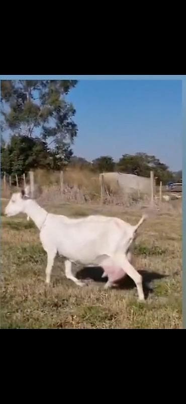 cins ineklerin satisi: Keçi ekiz balali di iki balası var ikinci qarına dogub — 4