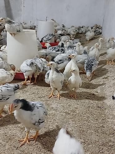 Heyvanlar: Toyuq cücələri, Damazlıq — 5
