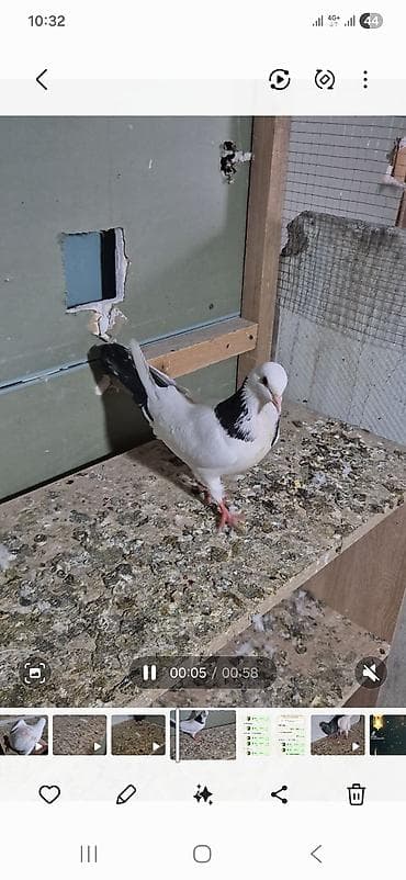 qara avçarka: Salam olsun hər kəsə qara boyun 12 tük maya 25 manat qara pörka 13 tük — 1