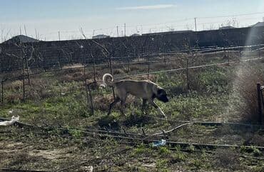 Pişiklər: Kanqal, 2 il, Erkek, Ünvandan götürmə — 6