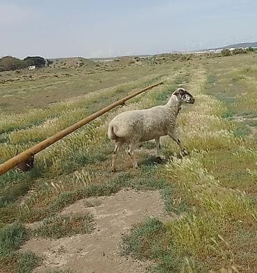 mal qara: 2 dənə cavan damazlx qoyun 2 dənə 1ci qarna balalı toğlu 1 dənə cavan — 2