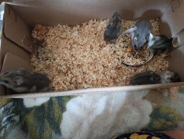 usaq ucun at: Djungar xomyakları – bir neçə ədəd - Növ: Djungar (cırtdan) xomyak - — 1