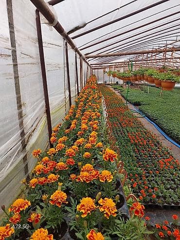 otaq gülü: Tagader bağ gülləri 1 kasetdə 24 ədə gül var 3 cürə rəngi var. 1 — 3