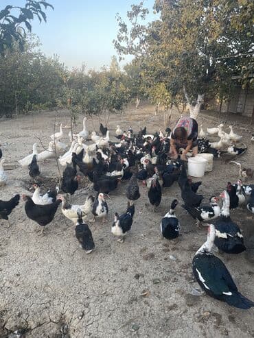 kuban ördek: Dişi, | Kuban, Lal ördək, Damazlıq, Ünvandan götürmə — 3