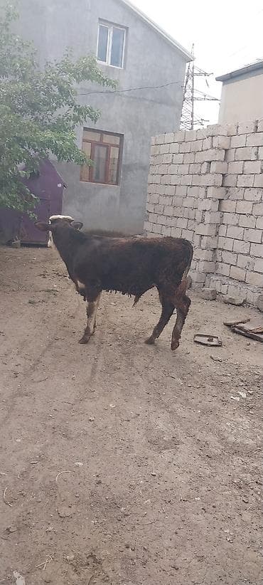 Рогатый скот: Mal-qara: 2 baş dana - Növü: Yerli cinsli (Simmental tipli rəng — 7