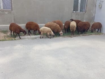 электрическая машинка для стрижки овец: Бараны, овцы — 2