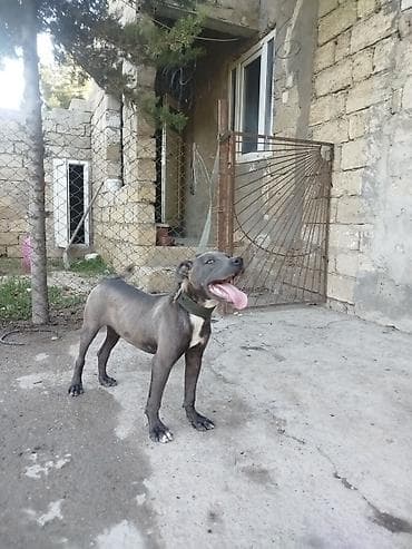 cane corso tap az: Pitbul, 5 ay, Erkek, Peyvəndli — 5