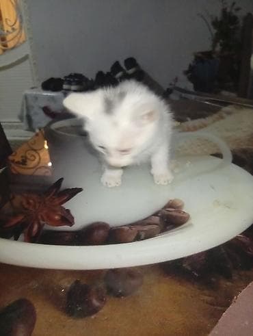 Yaxşı əllərə — 9