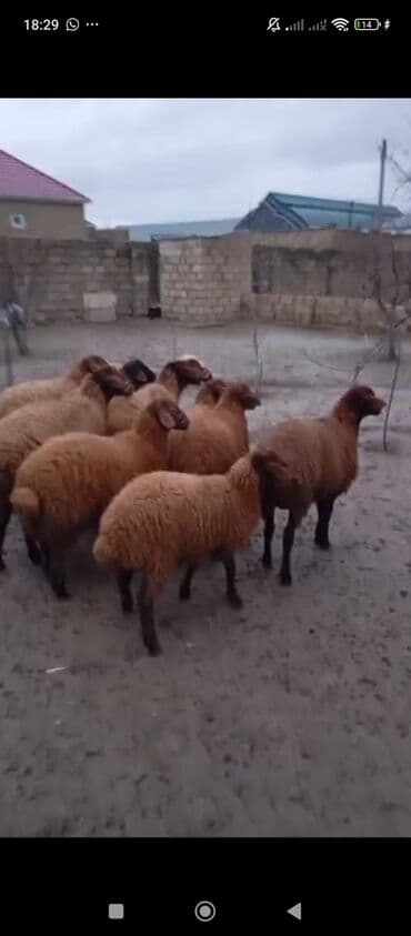 SÜPER KÖK QUZULAR SATILIR DİRİ ÇƏKİ HAMSINI ALANA ENDİRİM VAR QİYMƏTİ