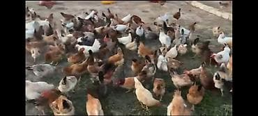 yırtıcı quş: Kend colpasi təmiz heyət şəraitində bəslənir. Hazirlanir — 1