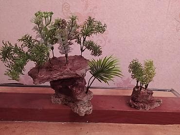 akvarium balığı: 1212 l — 1