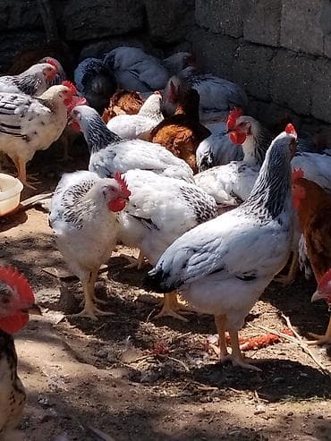 danisan quslar: Saglam 4 ayliq xoruzlar satilir 1.600-2.500 arasidi cekileri heyet — 3