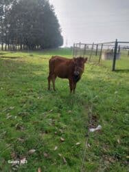 etibarli ellere verilir: Məhsul: Qaramal (3 baş) Təsvir: - 1 baş qara inək – iri bədənli — 1