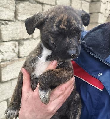 lalafo ev heyvanlari: 1 ay, Pulsuz çatdırılma — 5