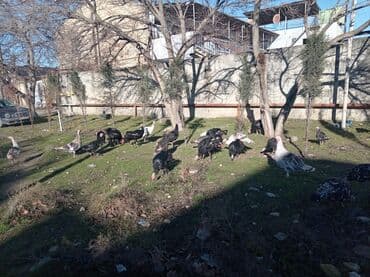 Индюшки: Məhsul: Hinduşka sürüsü (hind toyuqları) Təsvir:sağlam heyvanlar - — 5