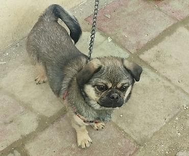 pişik qara: İt – 6 aylıqdı kiçik ölçülü, qısa tüklü, qara-boz rəng çalarında — 1