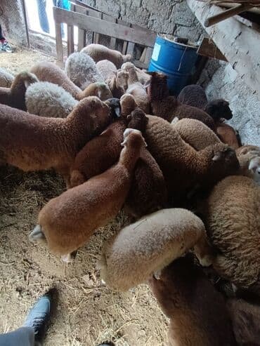 cins ineklerin qiymeti: Salam aleyküm ünvanımz binə atclk qiymet 200 den başdıyır 280 kimi — 7