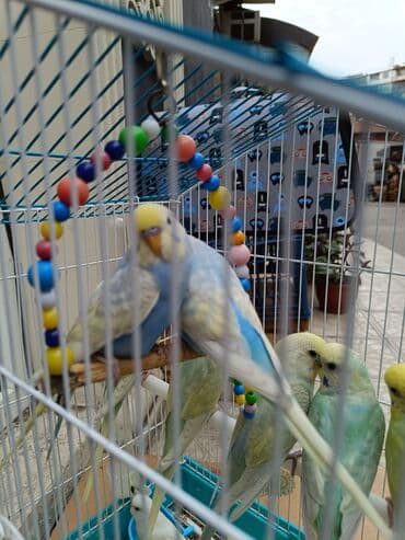 Bülbüllər: Papuqaylar 13₼
Qəfəslər 12₼ — 5