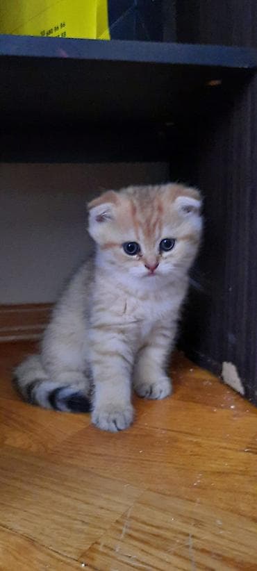 pisik almaq: Britan, Erkək, Dişi, Yaxşı əllərə, Ünvandan götürmə, Ödənişli çatdırılma — 5