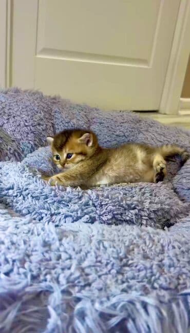 şotlan pişik: Şotland yastı qulaq, Erkək, Dişi, Yaxşı əllərə, Ünvandan götürmə, Pulsuz çatdırılma, Ödənişli çatdırılma — 45