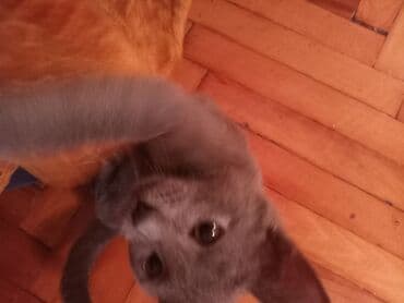 Şotland, Erkək, Yaxşı əllərə