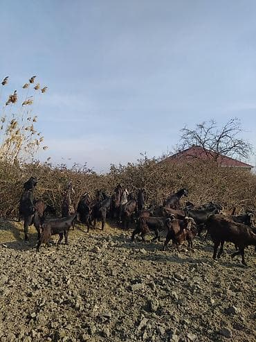 cins piwikler: Super damazliq heleblermiz ve turk kecilermiz geldi kime maraqlidsa — 2