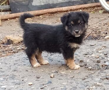 1 ay, Dişi, Ünvandan götürmə