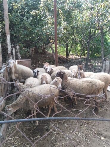 Dovşanlar: 15 baş damazlıq qoyun saglam heyvanlardı yonca verilir hamsı bogazdı — 2