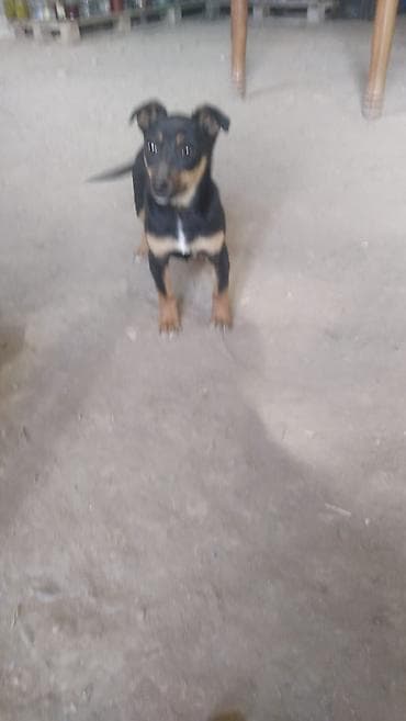 Zvonok, 5 ay, Erkek, Ödənişli çatdırılma