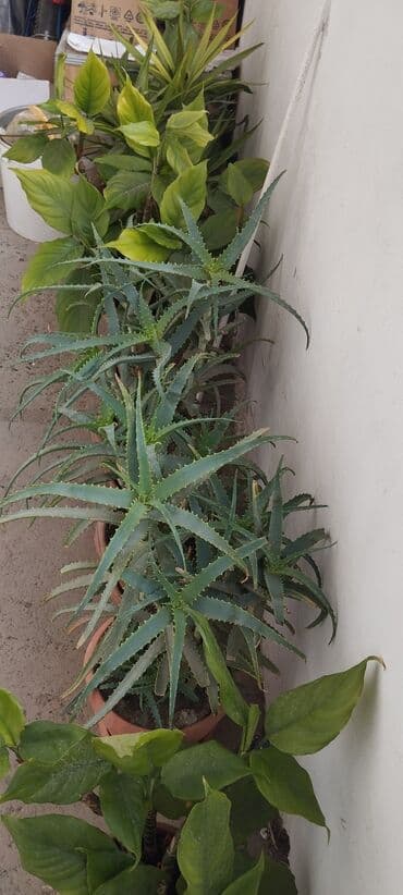 qadın xoşbəxtliyi: Qadın xöşbəxtliyi gülü, torpağı münbit torpaqdır,gül sağlamdır,ev və — 9