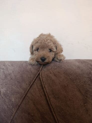 сколько стоит миниатюрный пудель: Пудель, 2 месяца, Самка — 6