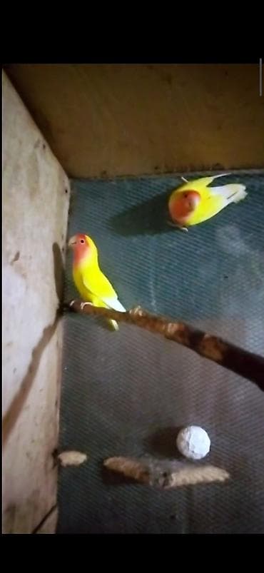 deve quşu: Nerazluçnik.Hazır cüt hər iksi sarı.1 tək maya hazır quşdu sarı rəng,1 — 1