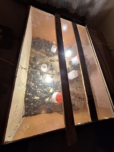 Toyuq cücələri, Ətlik