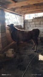 bars bit dermani: Dana, buzov, Erkək, ay: 1, 95 kq, Ətlik, Ünvandan götürmə — 2