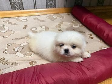 İtlər: Pekines, 1 ay, Erkek, Sənədli, Ünvandan götürmə, Pulsuz çatdırılma — 5