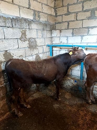 aksolotl satın al: Dana, buzov, Erkək, ay: 10, Ətlik, Ünvandan götürmə — 3