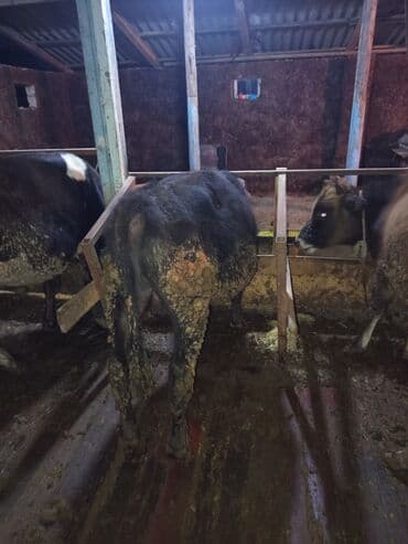 arpa bugda satisi: Satılır: 9 baş erkək dana,bordağa tam yararlı 2 aydır yem verilir — 3