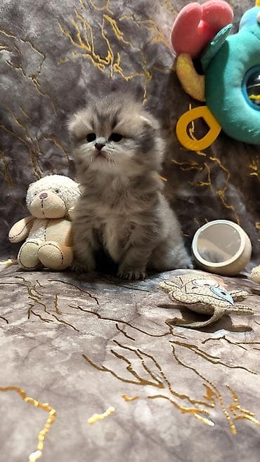 bala pişik ucuz: Şotland — 4