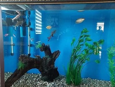 it satisi 2020: Böyük akvarium.icində 8 dənə balıq və bütün aksesuarlariyla birgə 180 — 4