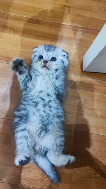 pişik dişi: Şinşilla, Erkək, Dişi, Ünvandan götürmə, Ödənişli çatdırılma — 10