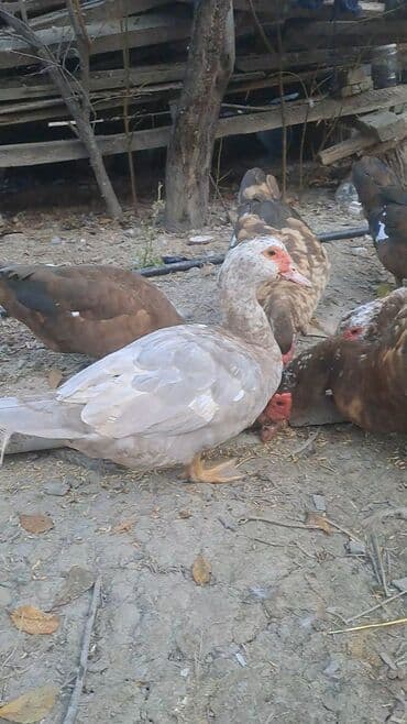 itlərə verilən adlar: Salam aleykum lavanda ördəklər satılır 2 fərə bir xoruz Məhsul — 1