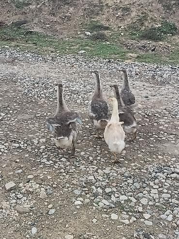 ucuz toyuq satisi: 5eded qaz balasi 4 ayliqdi bir ededi 20manat sağlam heyvanlardi cidi — 2
