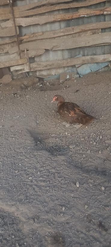 kənd toyuqlarının satışı: Dişi, | Lal ördək, Damazlıq — 6