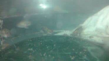 продажа аквариумных рыбок: Рыба панда, Мирные, Самовывоз — 1