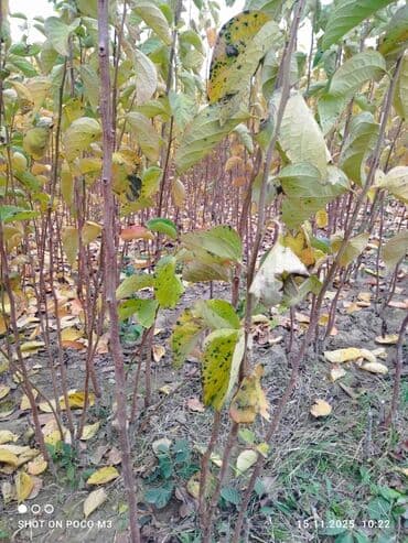 meyvə agaclari: Xurma (cennet xurması/persimmon) tingləri – açıq sahə fidanlığı Super — 2