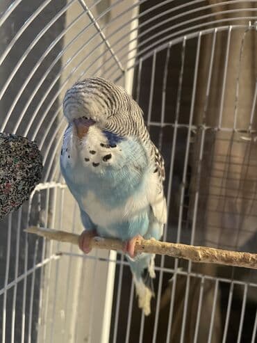 arı şəkilləri: Bülbül (dalmatin naxışlı, mavi-ağ rəng çaları) – əhliləşdirilmiş — 3